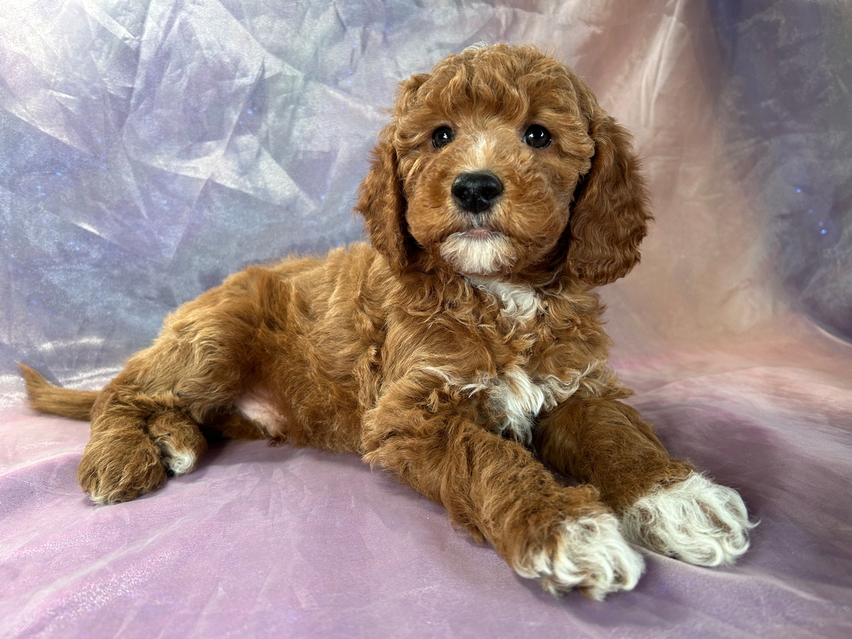 Red with White Markings, Male Mini Goldendoodle DOB 9-3-2023